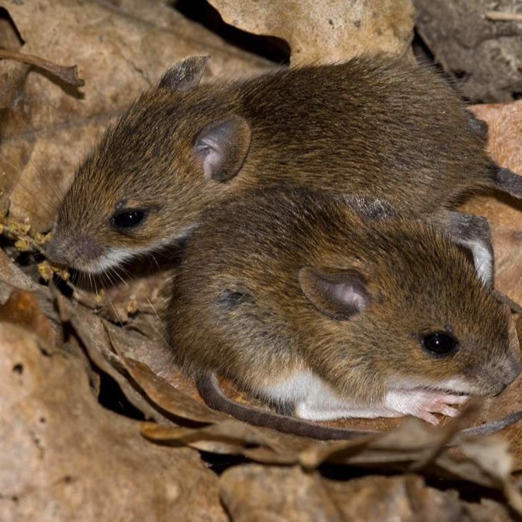 Уничтожения мышей в частном доме в Бийске?