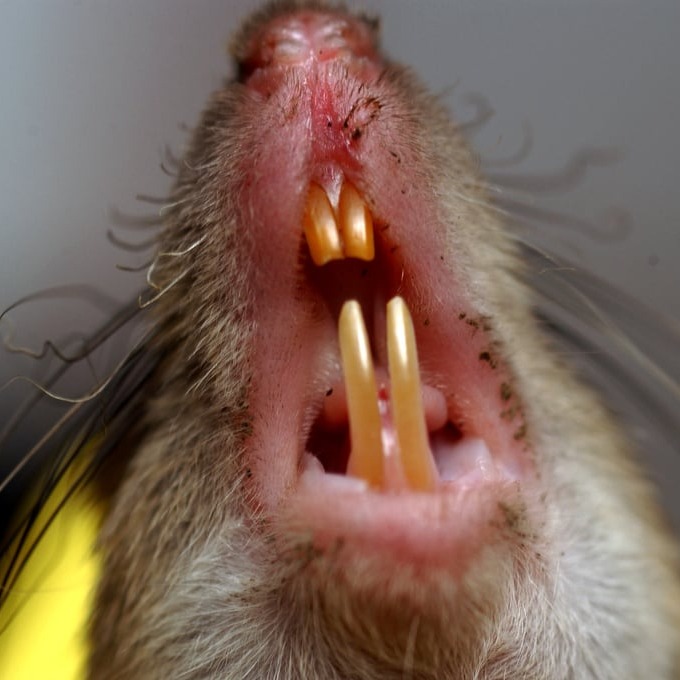 Дератизация крыс в Бийске?